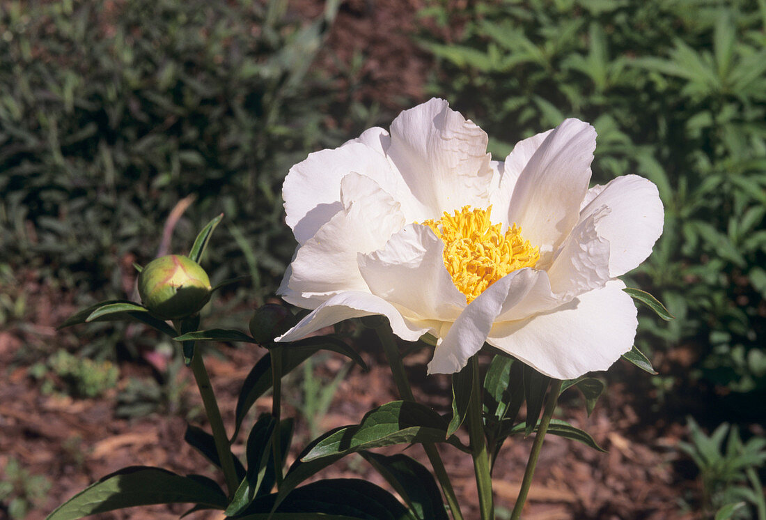 Peony flower (Paeonia lactiflora)