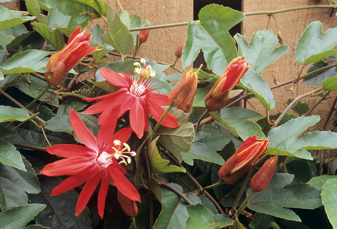 Scarlet passionflower (Passiflora sp.)
