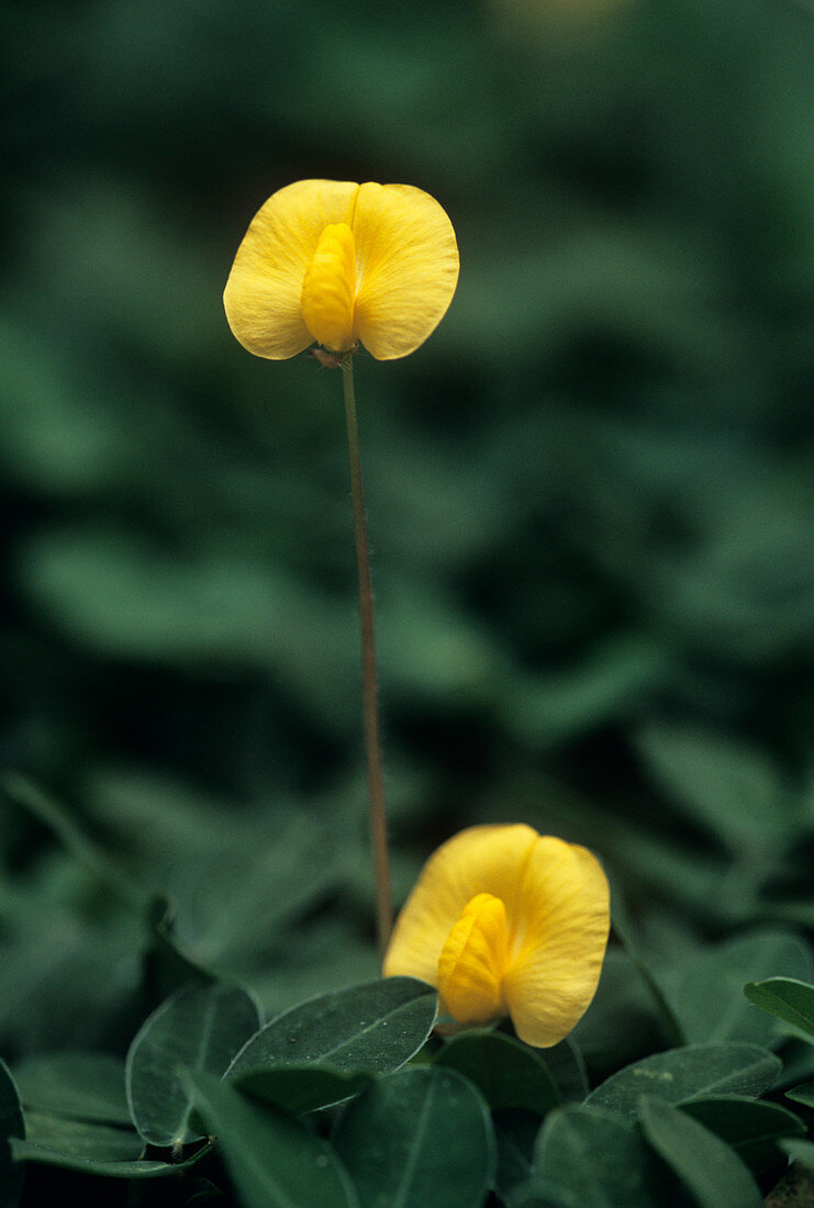 Peanut flowers (Arachis hypogaea)
