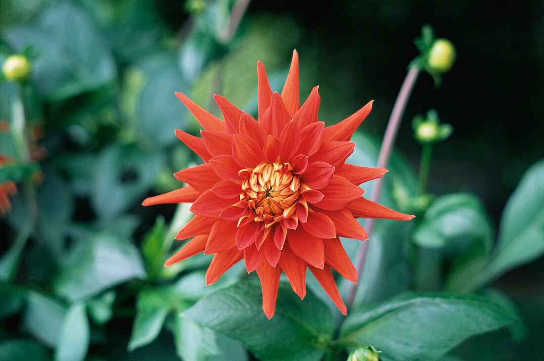 Semi-cactus dahlia flower (Dahlia sp.)