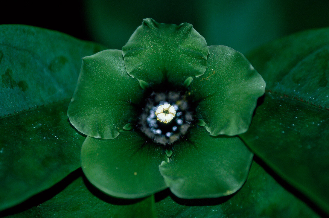 Deherainia smaragdina flower