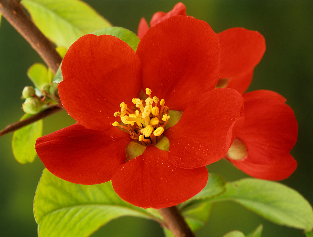 Quince 'Crimson And Gold' flowers