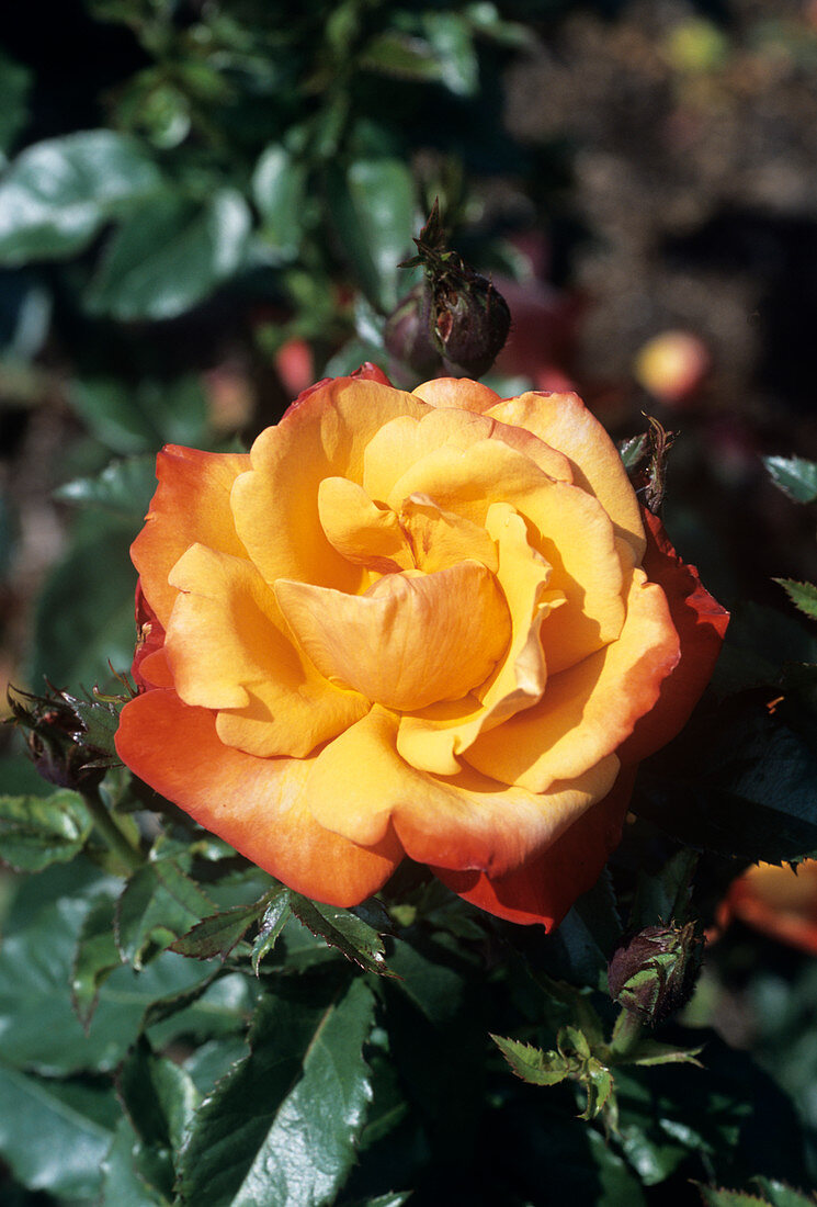 Rose 'Remember Me' flower