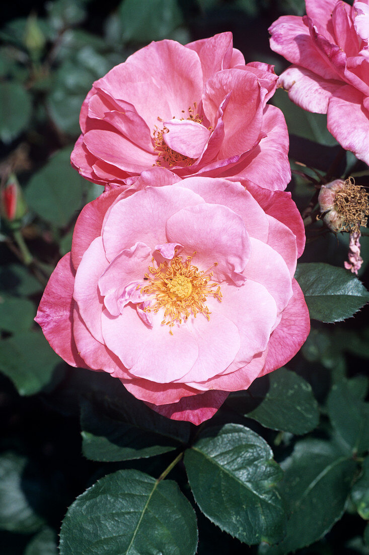 Rose 'Colchester Beauty' flowers