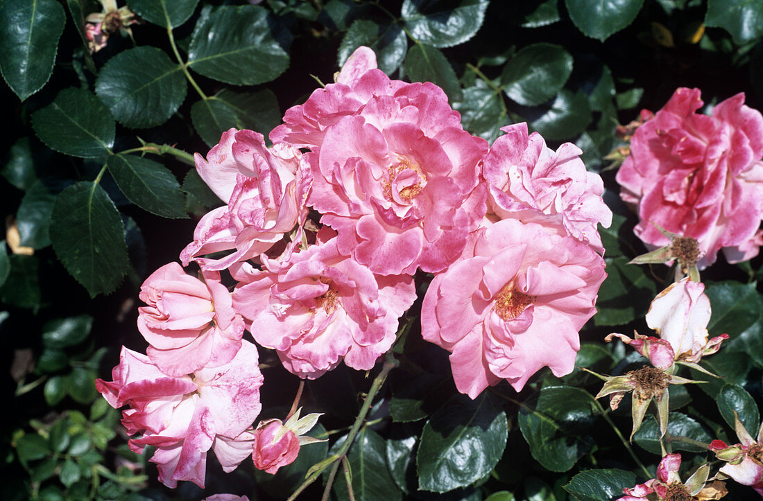 Rose 'Anna Livia' flowers