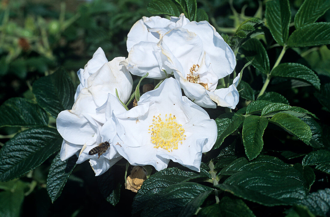 Rose 'Alba' flowers
