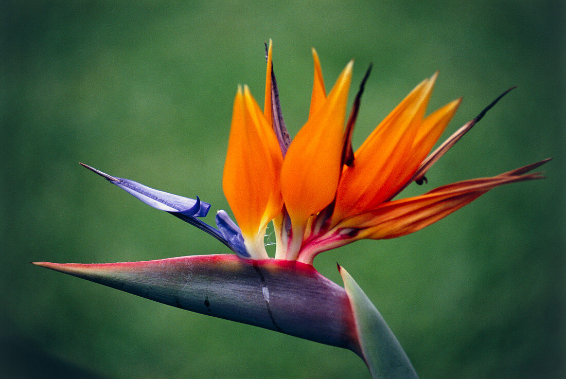 Bird of paradise flower