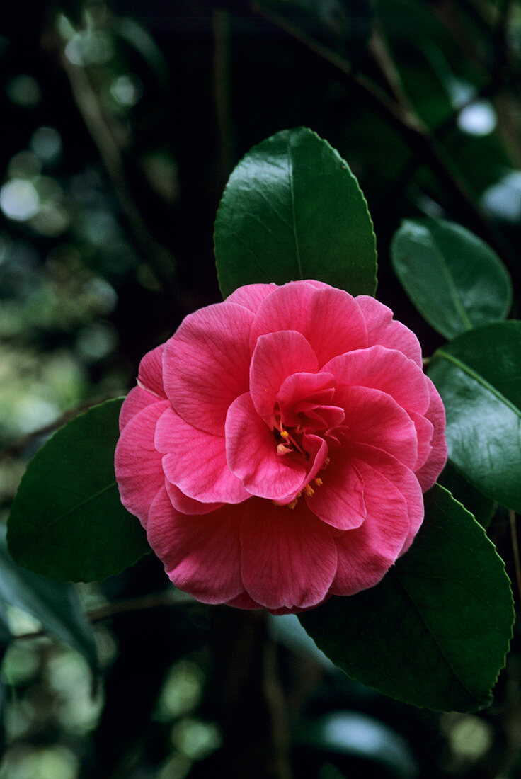 Camellia 'Gloire de Nantes' flower