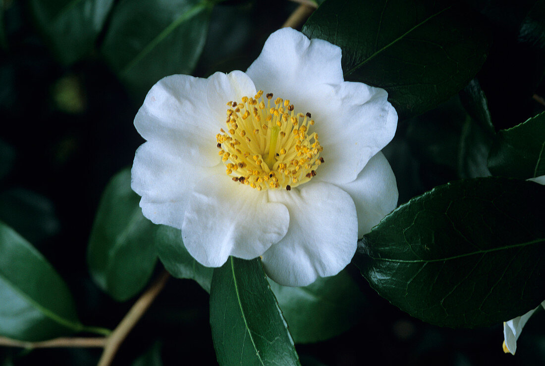 Camellia 'Yukimi-Guruma' flower