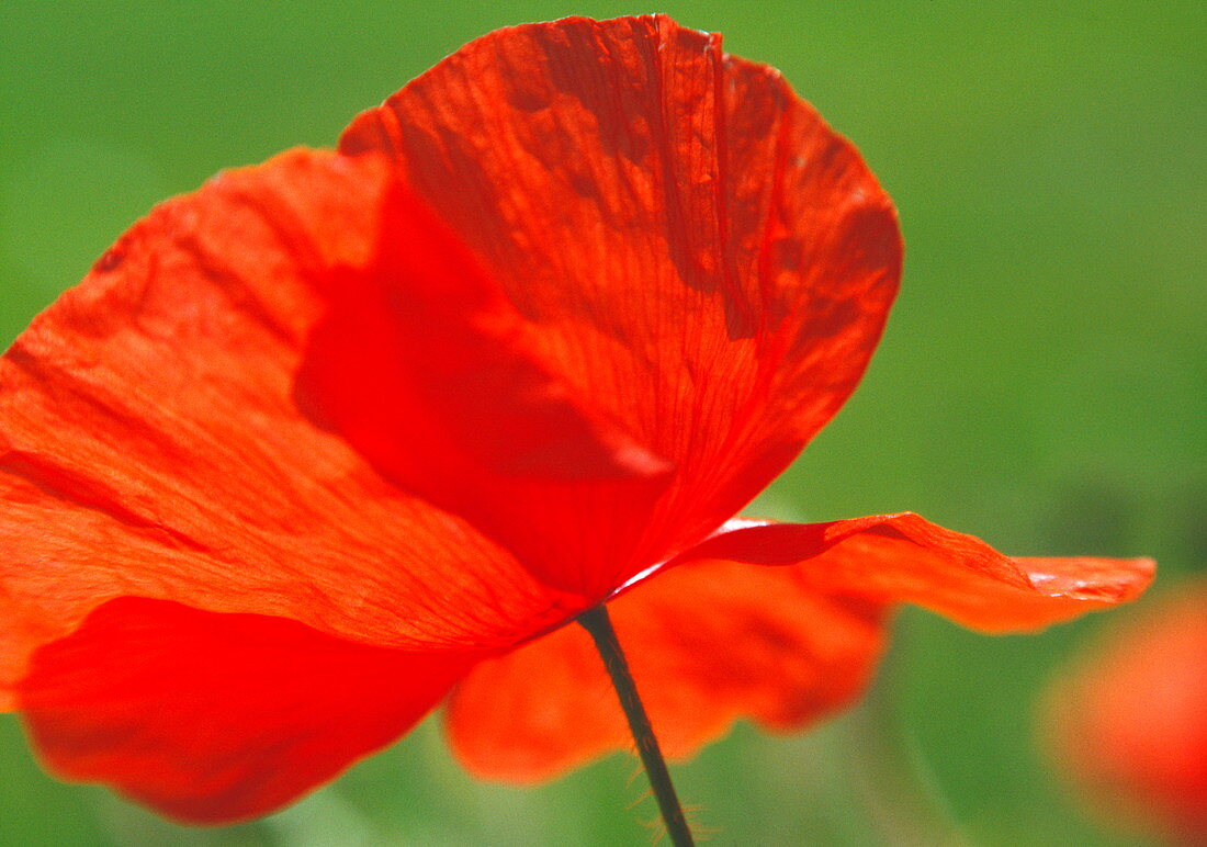 Corn poppy flower