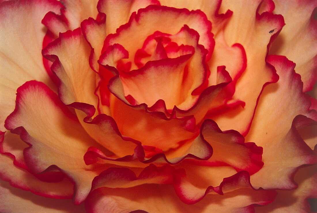 Begonia flower,Begonia x tuber hybrida