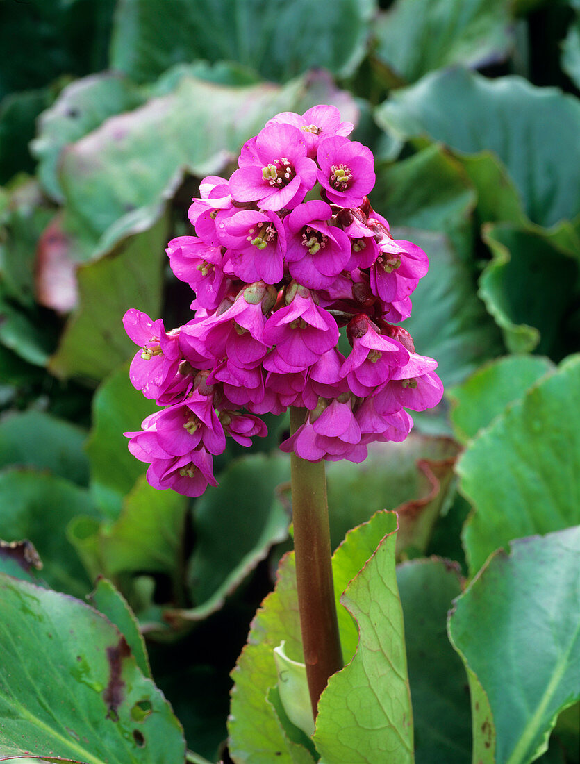 Bergenia 'Rotblum' flowers