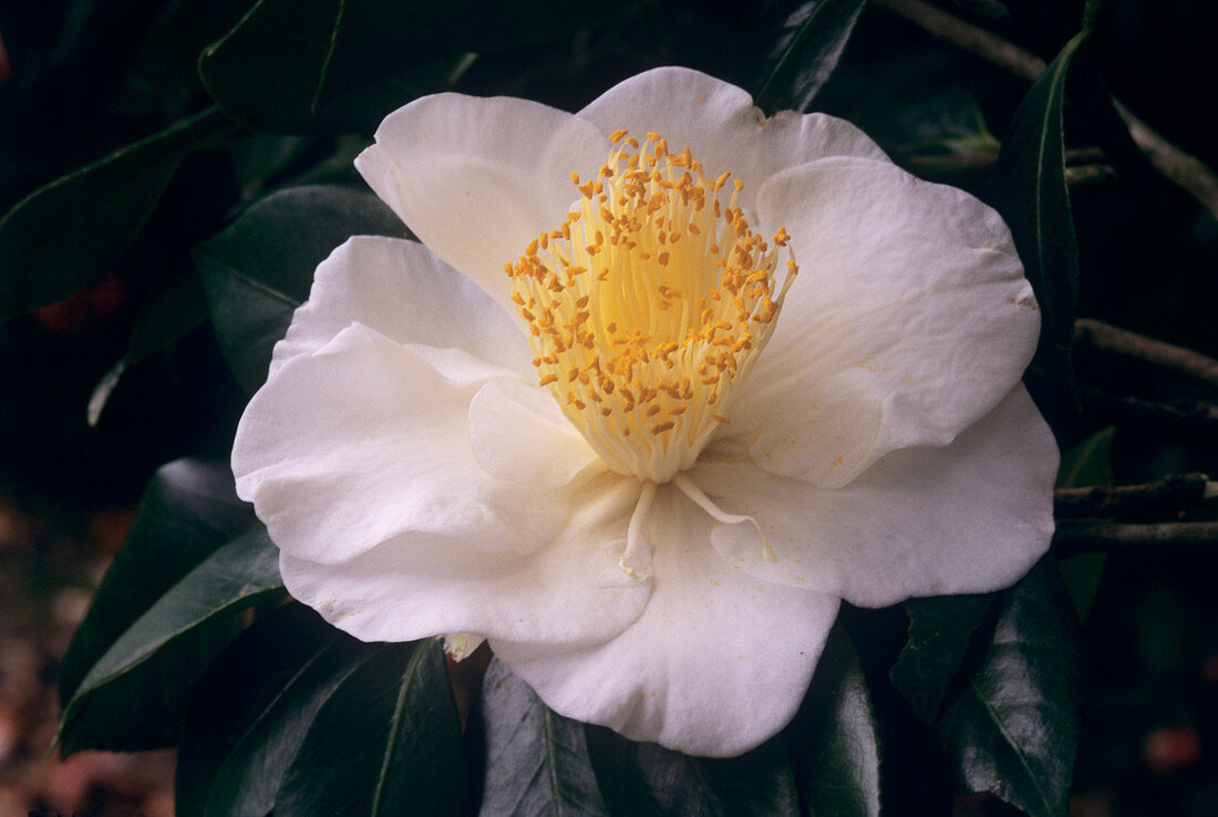 Camellia 'White Empress'