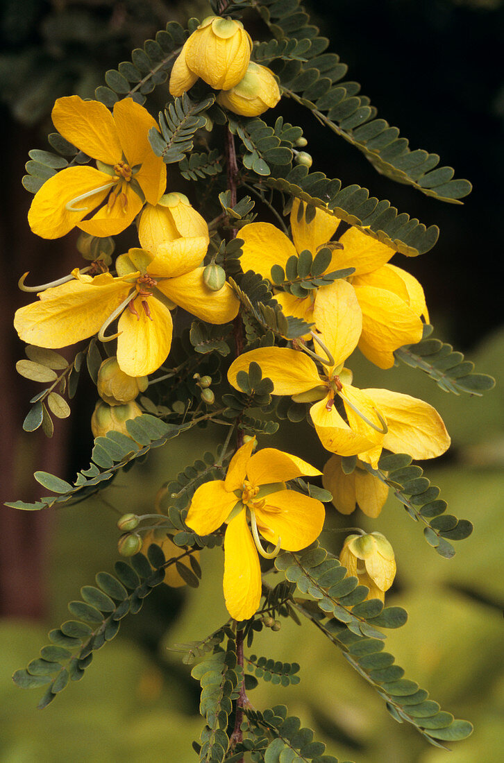 Desert cassia flowers (Senna polyphylla)
