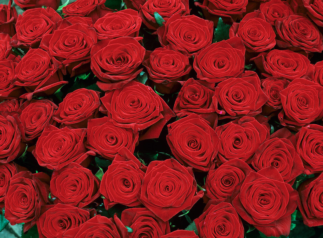 Red roses (Rosa sp.)