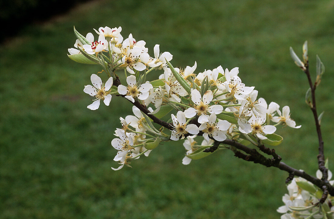 Pear blossom (Pyrus 'Black Worcester')