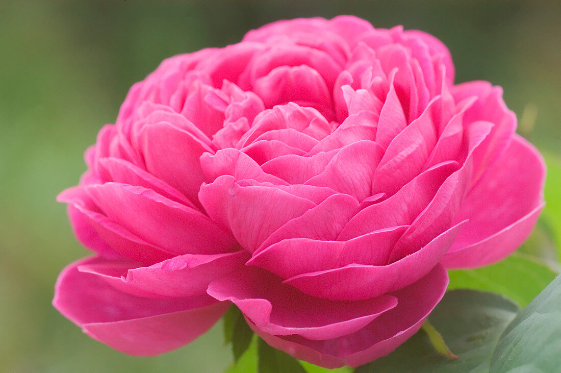 Rose (Rosa 'Molineux')