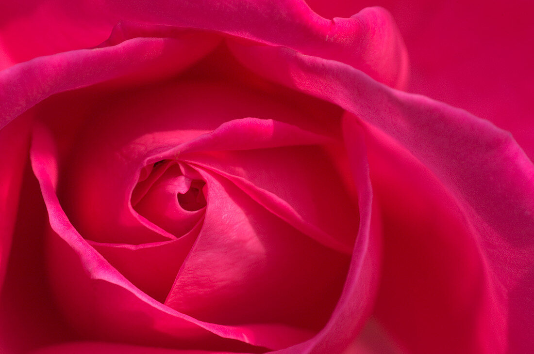 Rose (Rosa 'De Reght')