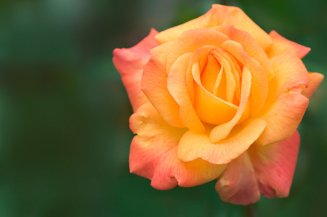 Rose (Rosa 'Rio Samba')