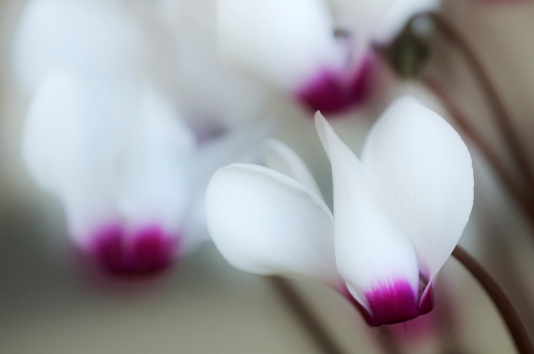 Cyclamen (Cyclamen hederifolium)