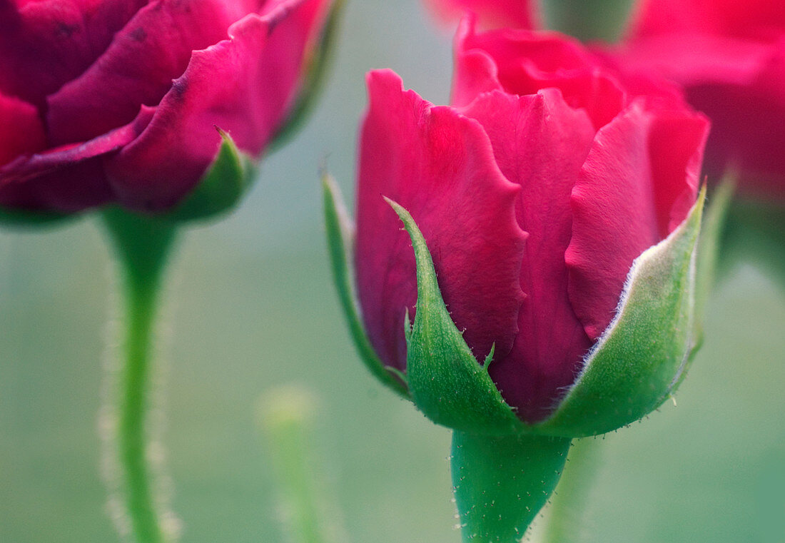 Rose buds (Rosa sp.)