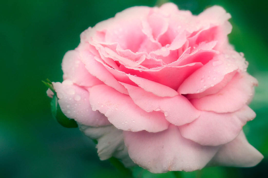 Rose (Rosa 'Frederic Mistral')