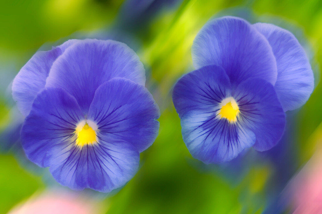 Blue pansies (Viola x wittrockiana)