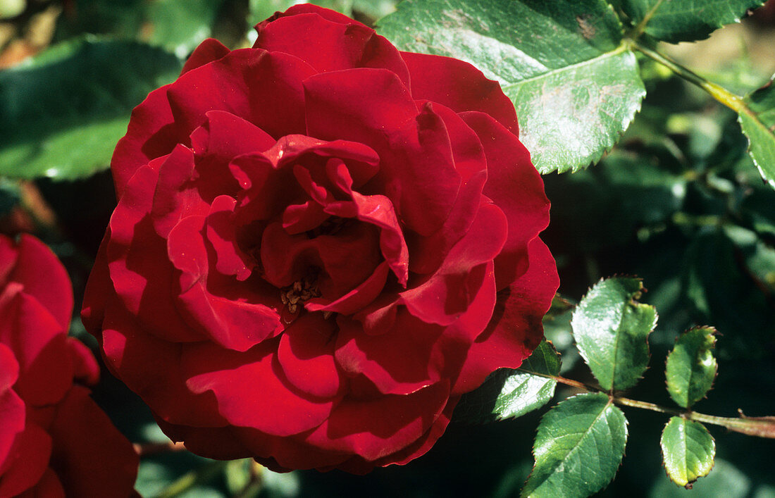Rose (Rosa 'Crimson cascade') flower