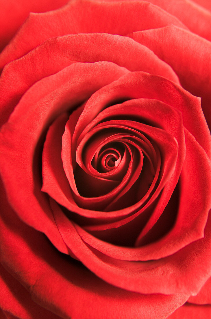 Red rose (Rosa sp.)