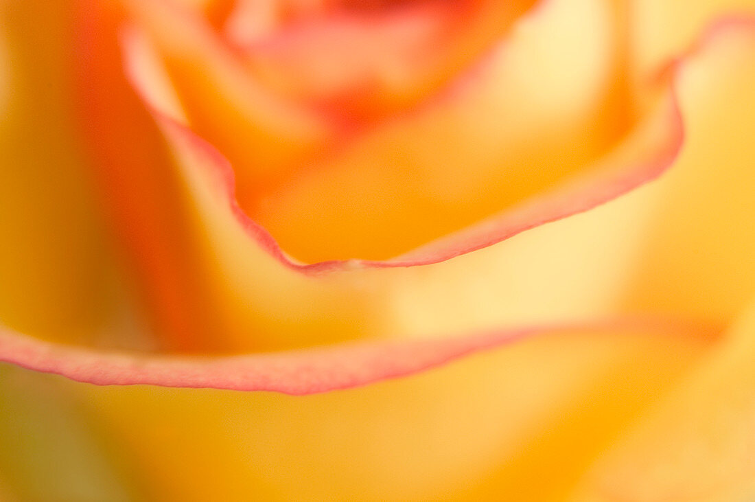 Orange rose petals (Rosa sp.)