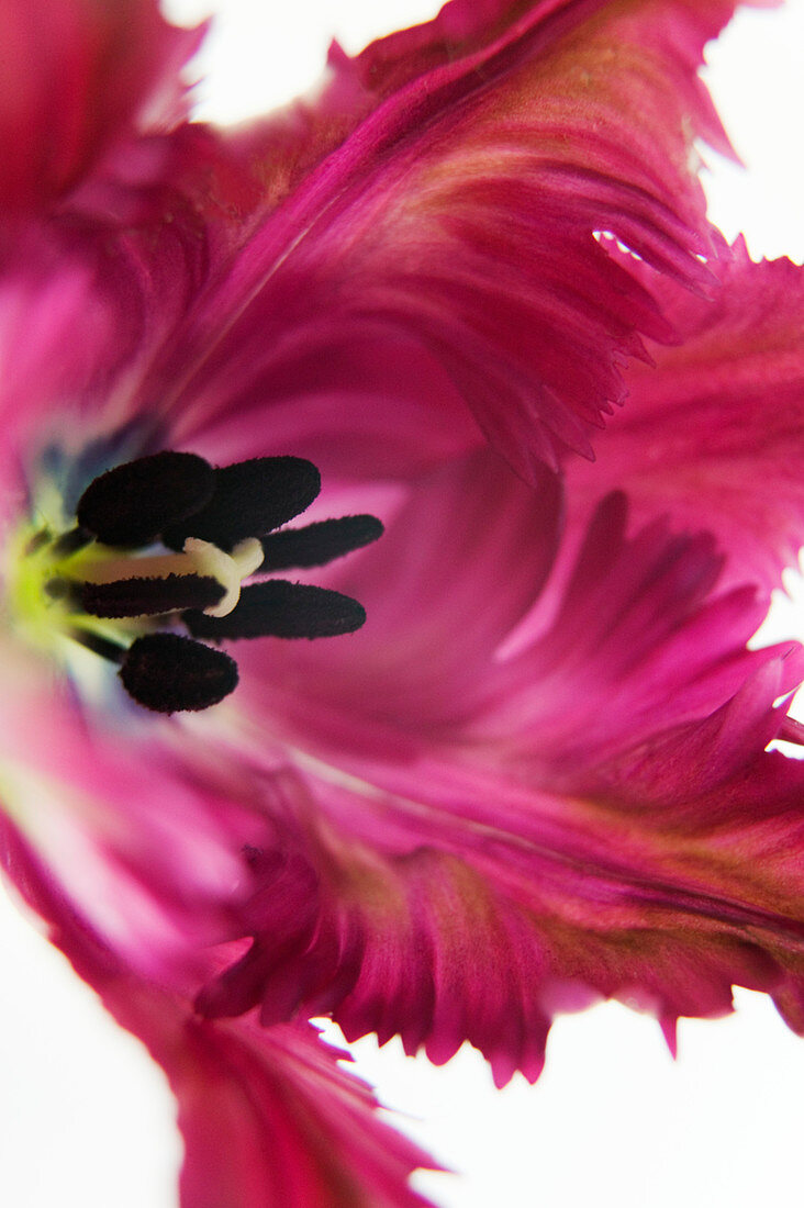 Hybrid tulip (Tulipa sp.)