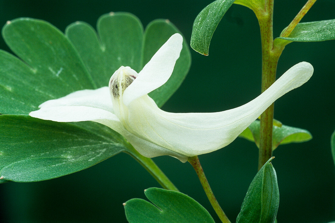 Fumewort flower (Corydalis caucasica)