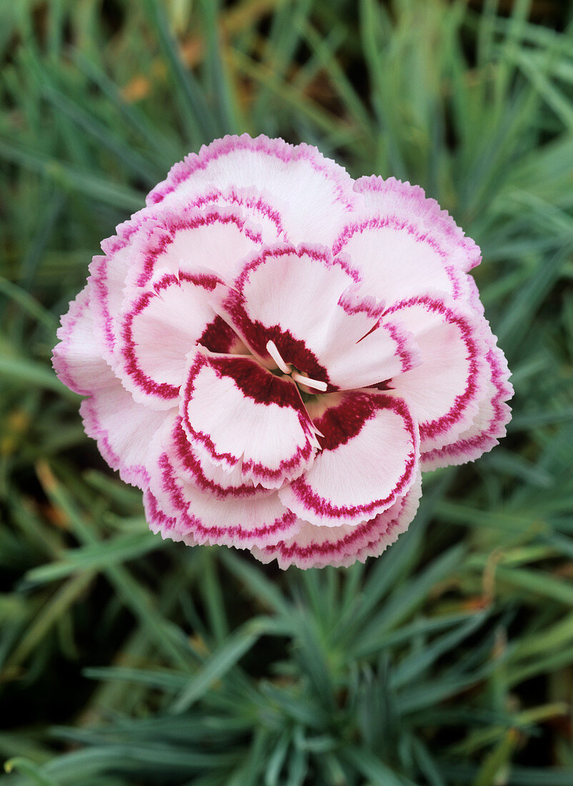Carnation (Dianthus 'Gran's Favourite')