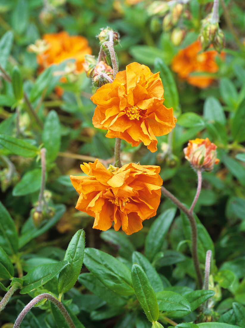 Helianthemum 'Orange Phoenix'