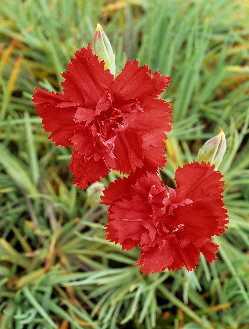 Carnation (Dianthus 'Lady In Red')
