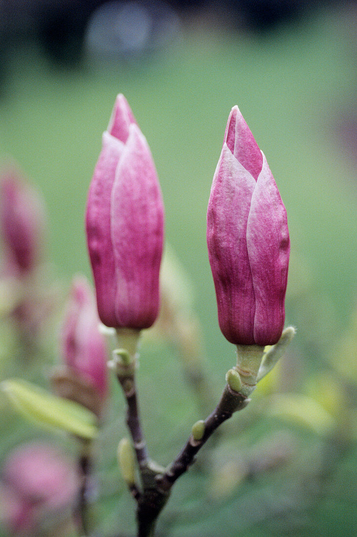 Saucer magnolia (Magnolia x soulangiana)