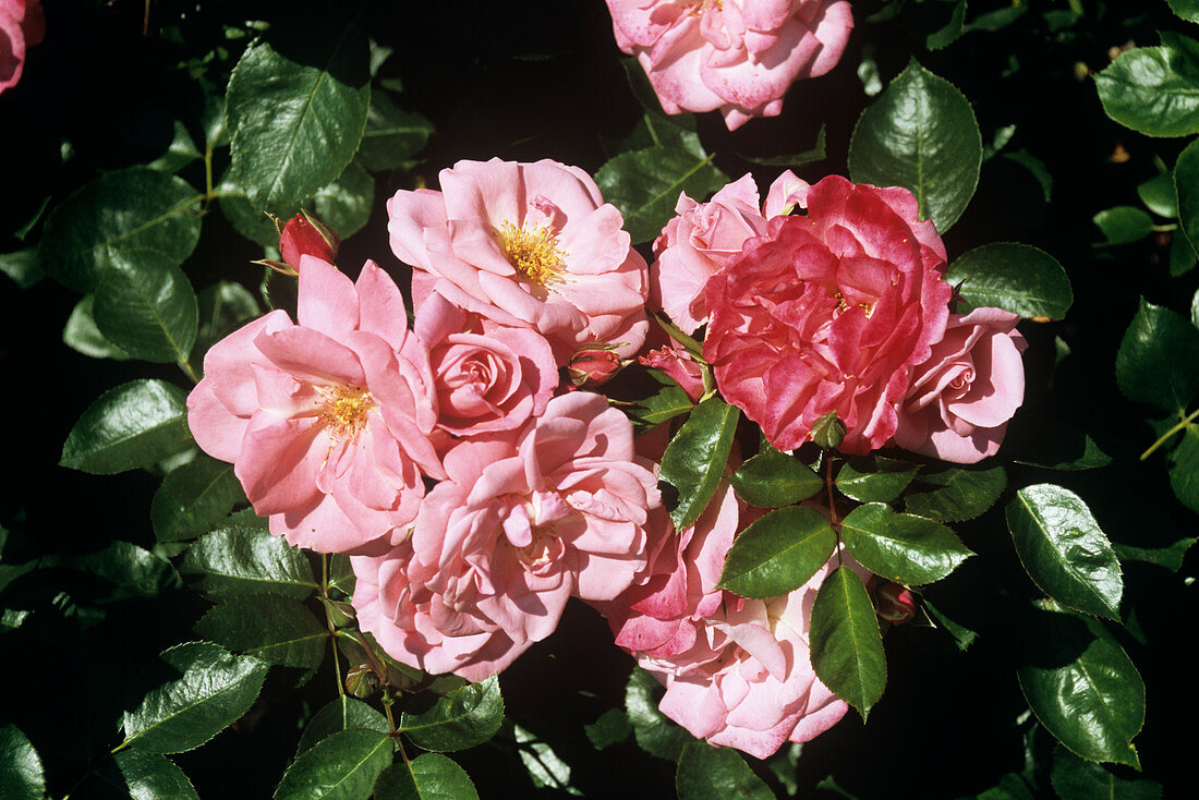 Rosa 'Anna Livia' flowers