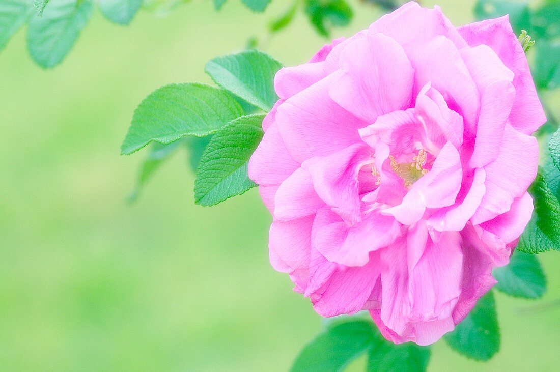Rugosa rose (Rosa rugosa)