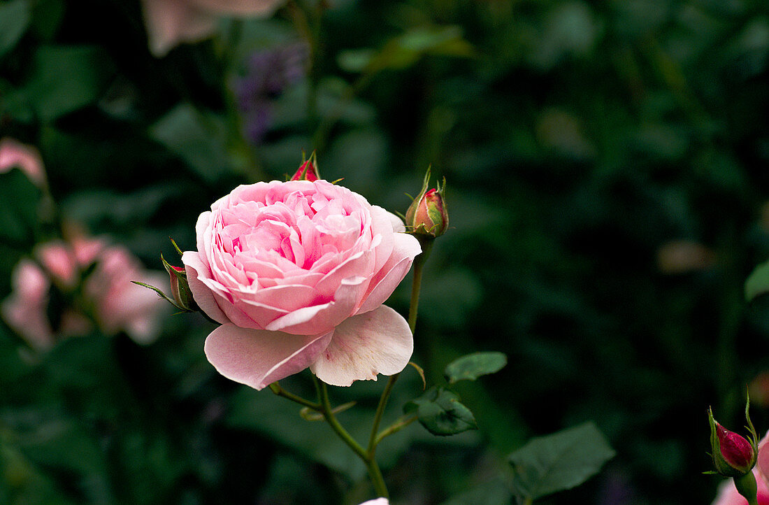 Rose (Rosa 'Sceptred Isle')