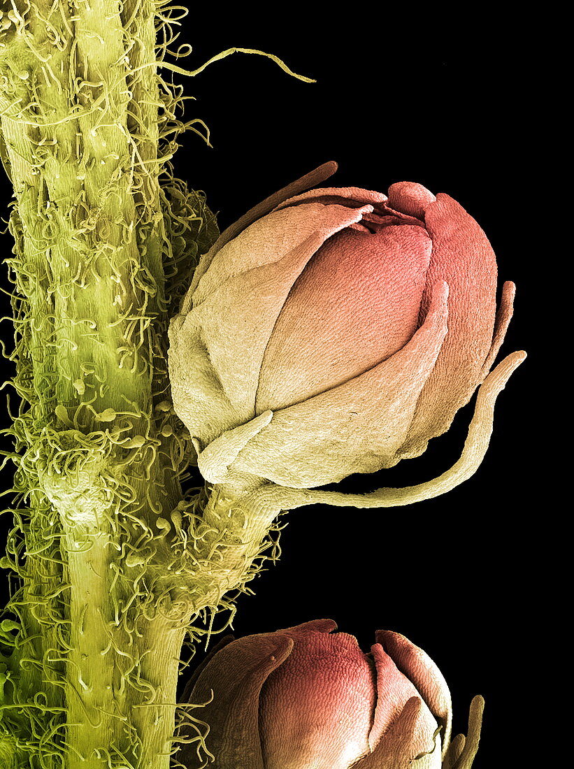 Goat's beard flower,SEM