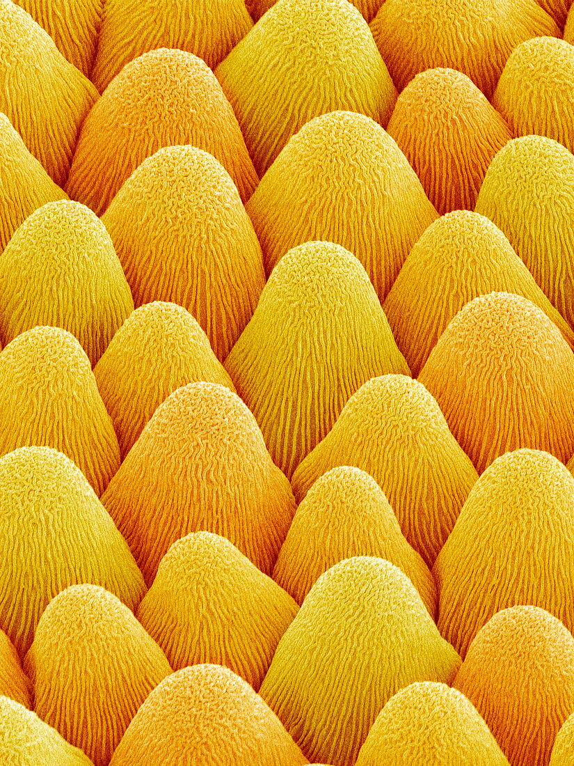 Flower bract surface,SEM