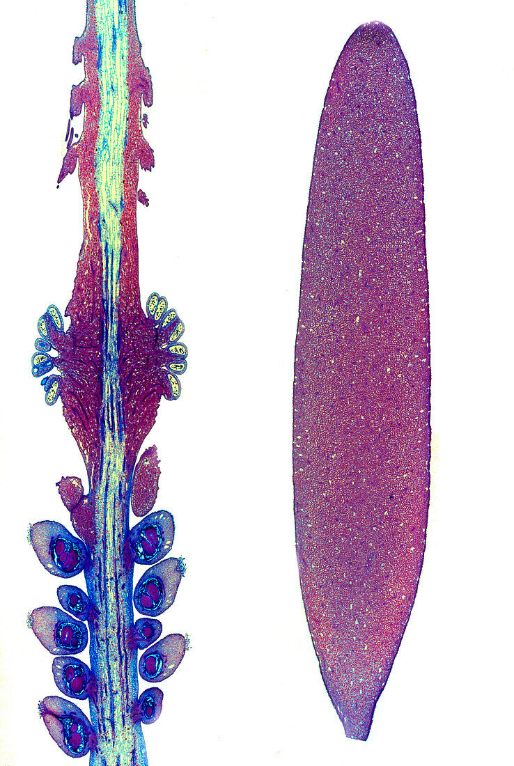 Arum plant spadix,light micrograph