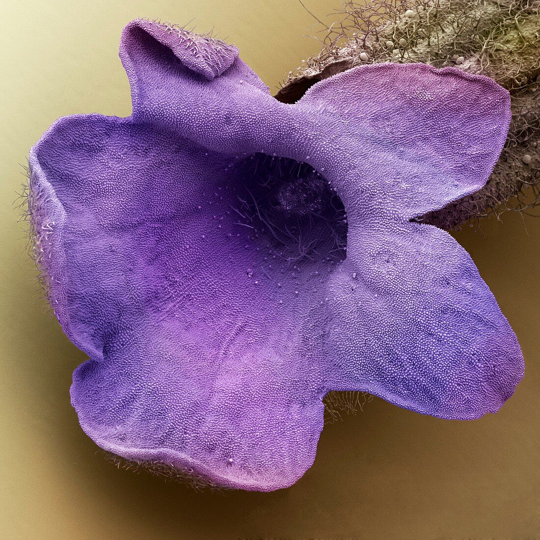 Lavender floret,SEM