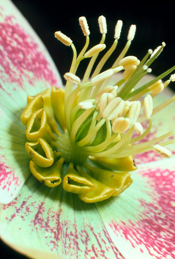 Sex organs of the lenten rose flower