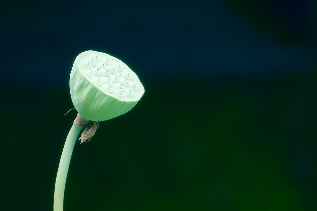 Lotus (Nelumbo lutea) seed head