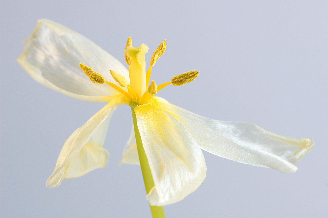 Tulip flower after flowering