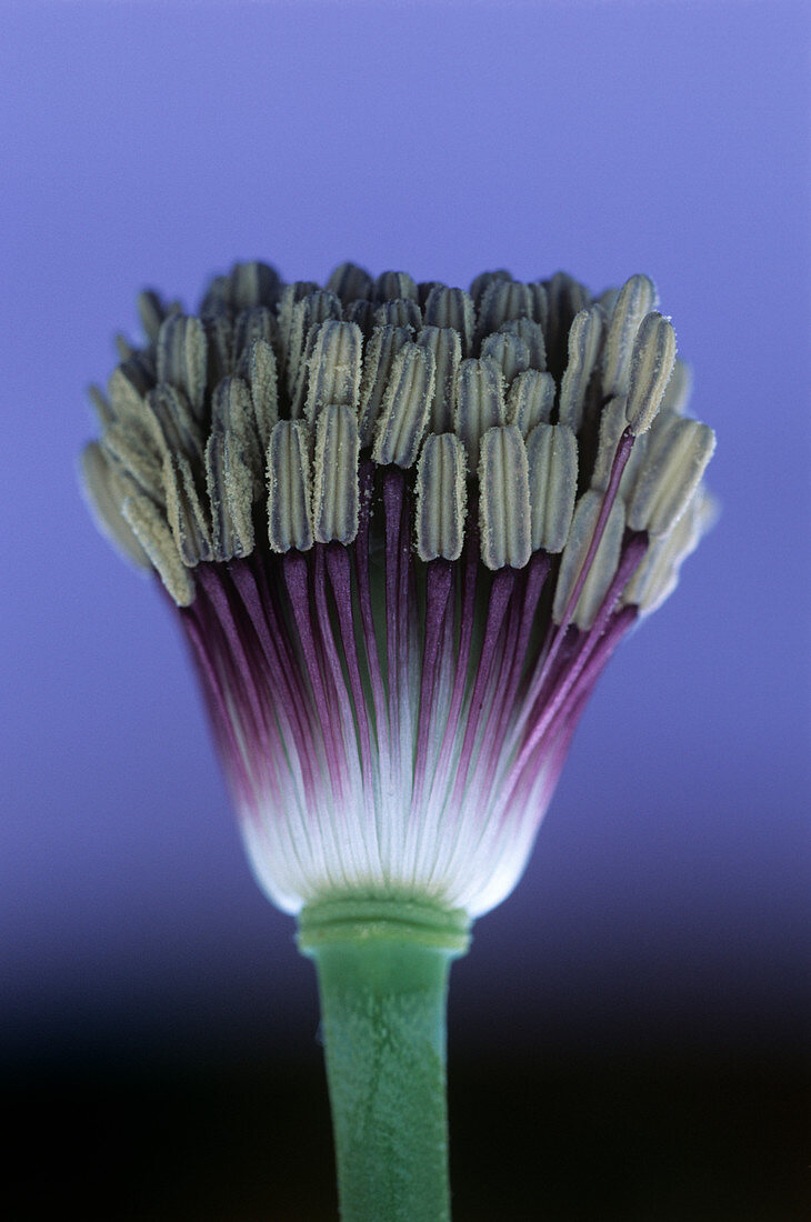 Poppy stamens (Papaver sp.)