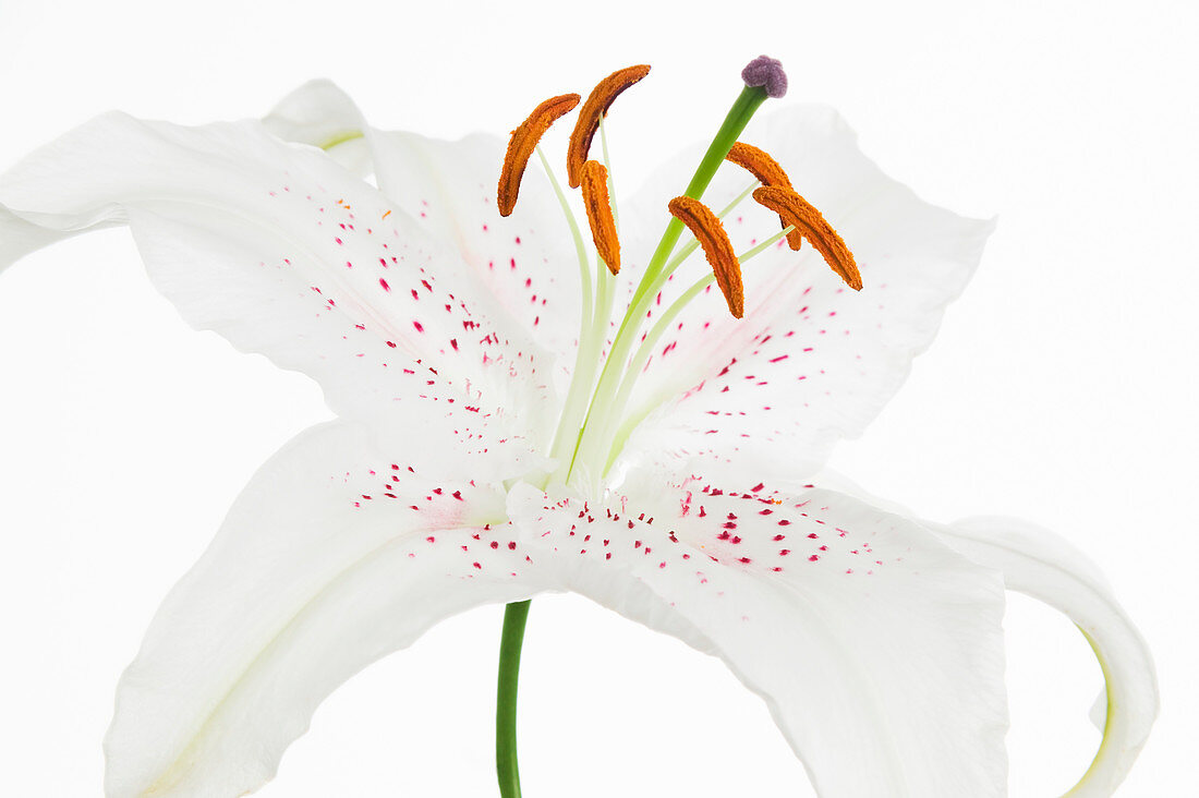 Lily flower reproduction