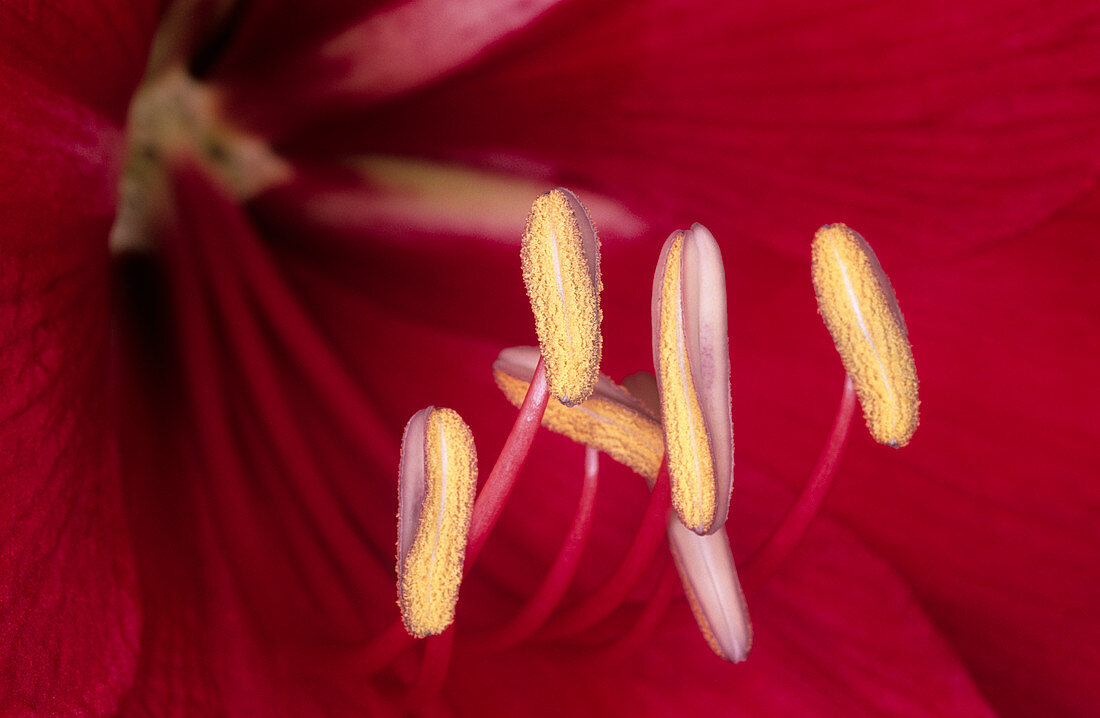 Amaryllis (Hippeastrum 'Amigo')