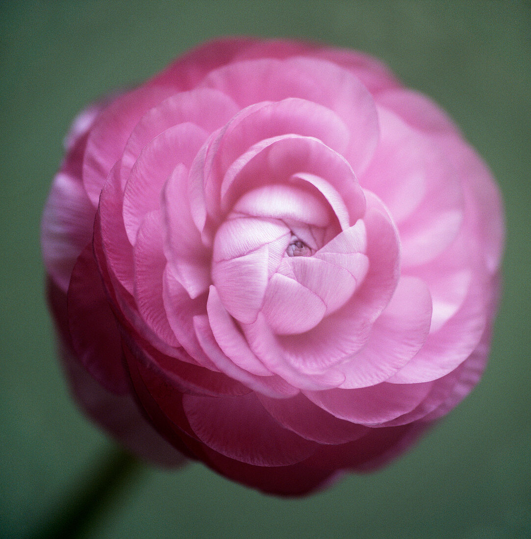 Persian buttercup (Ranunculus asiaticus)